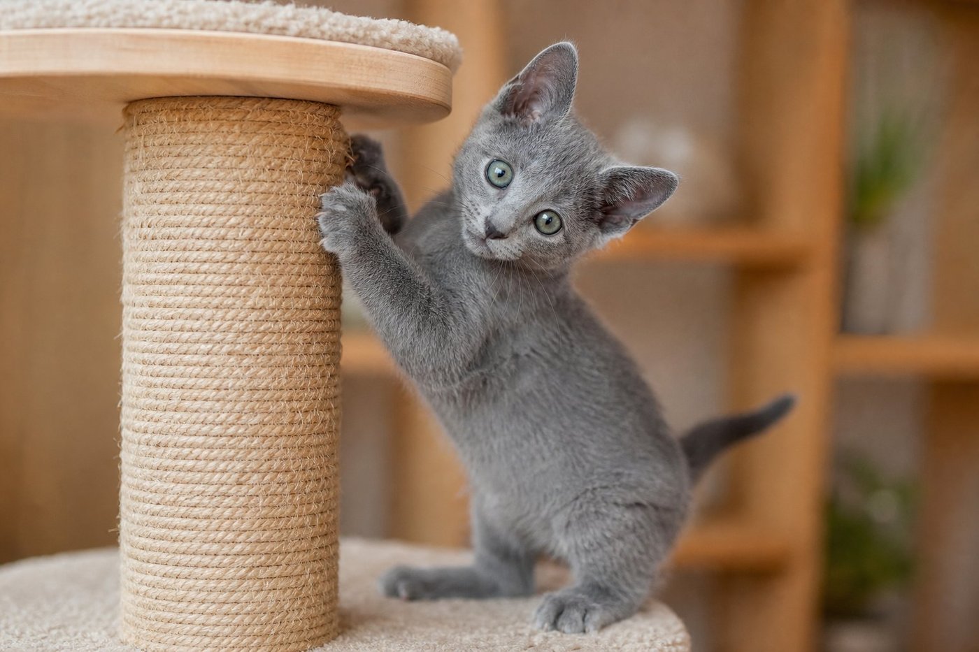 Apollo Russian Blue kitten for sale in Australia — photo 1