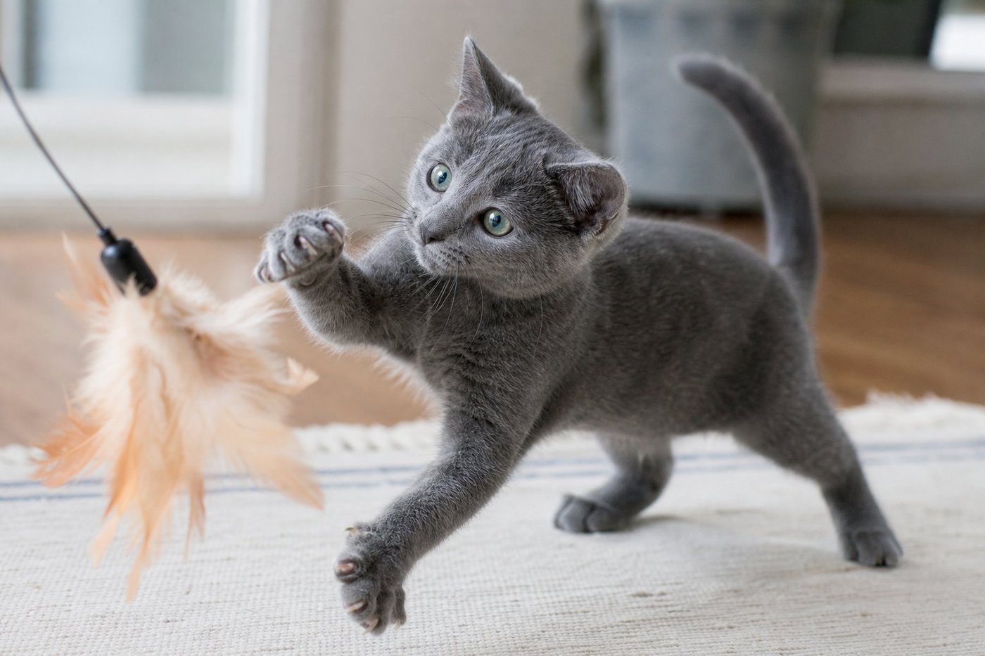 Apollo Russian Blue kitten for sale in Australia — photo 2