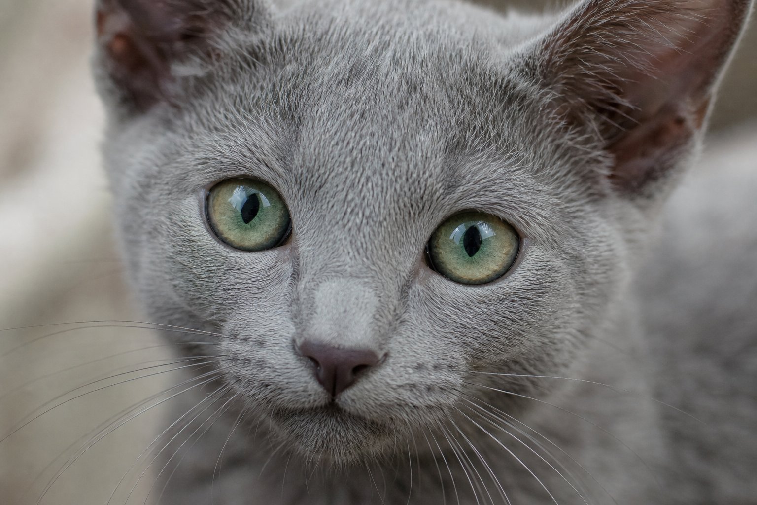 Close-up of a Russian Blue kitten with emerald-green eyes