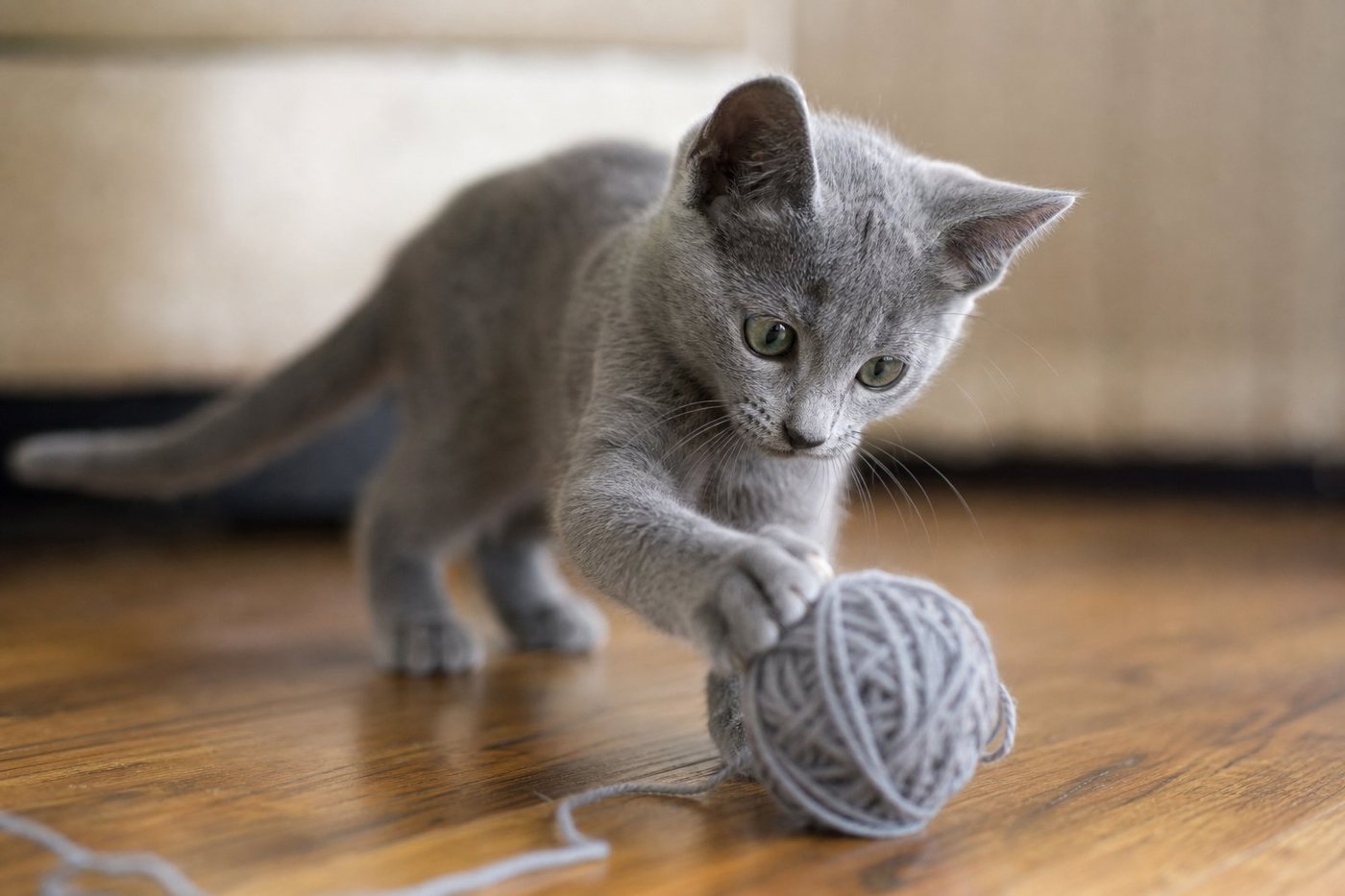 Luna Russian Blue kitten for sale in Australia — photo 1