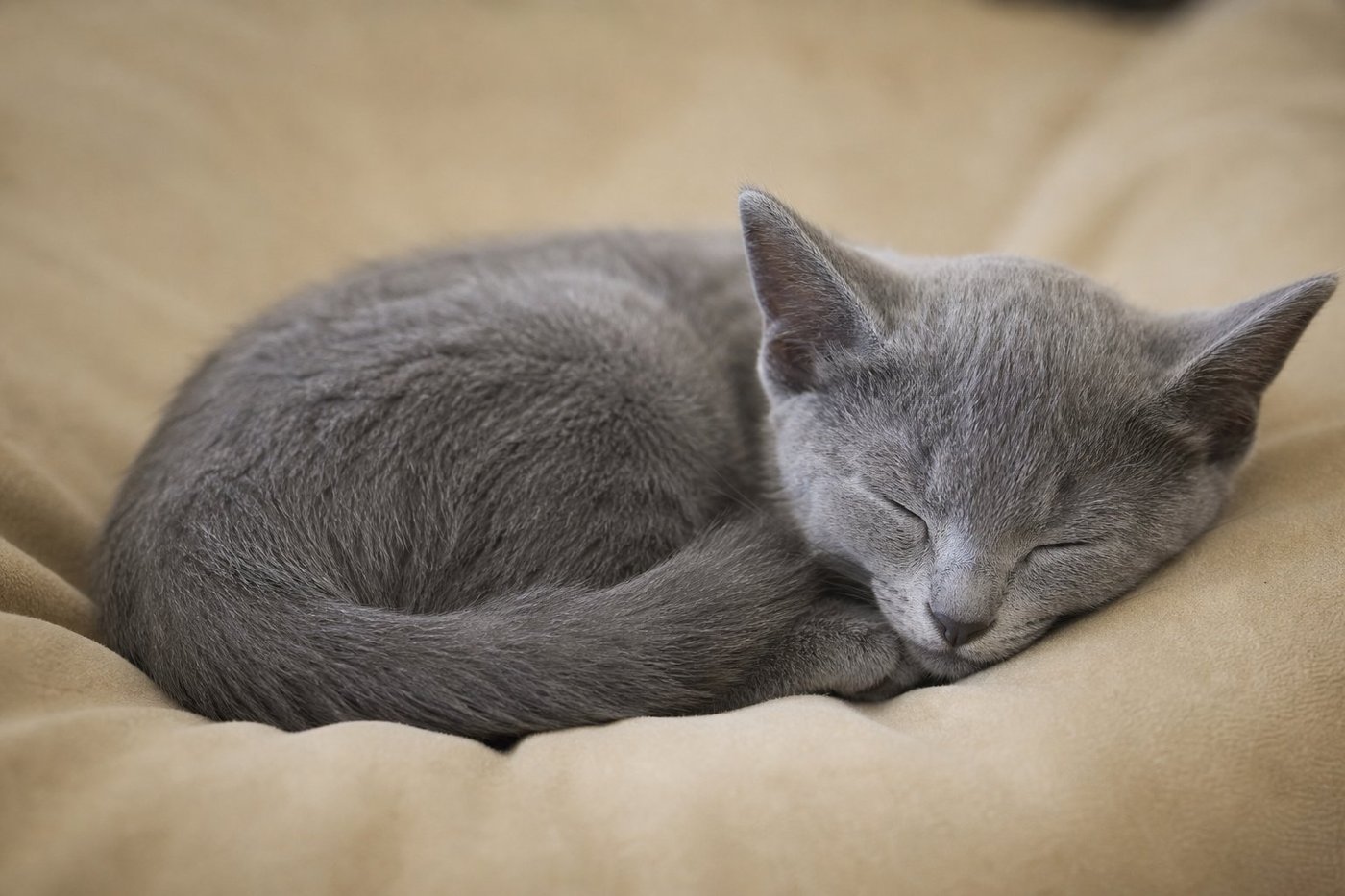 Luna Russian Blue kitten for sale in Australia — photo 3