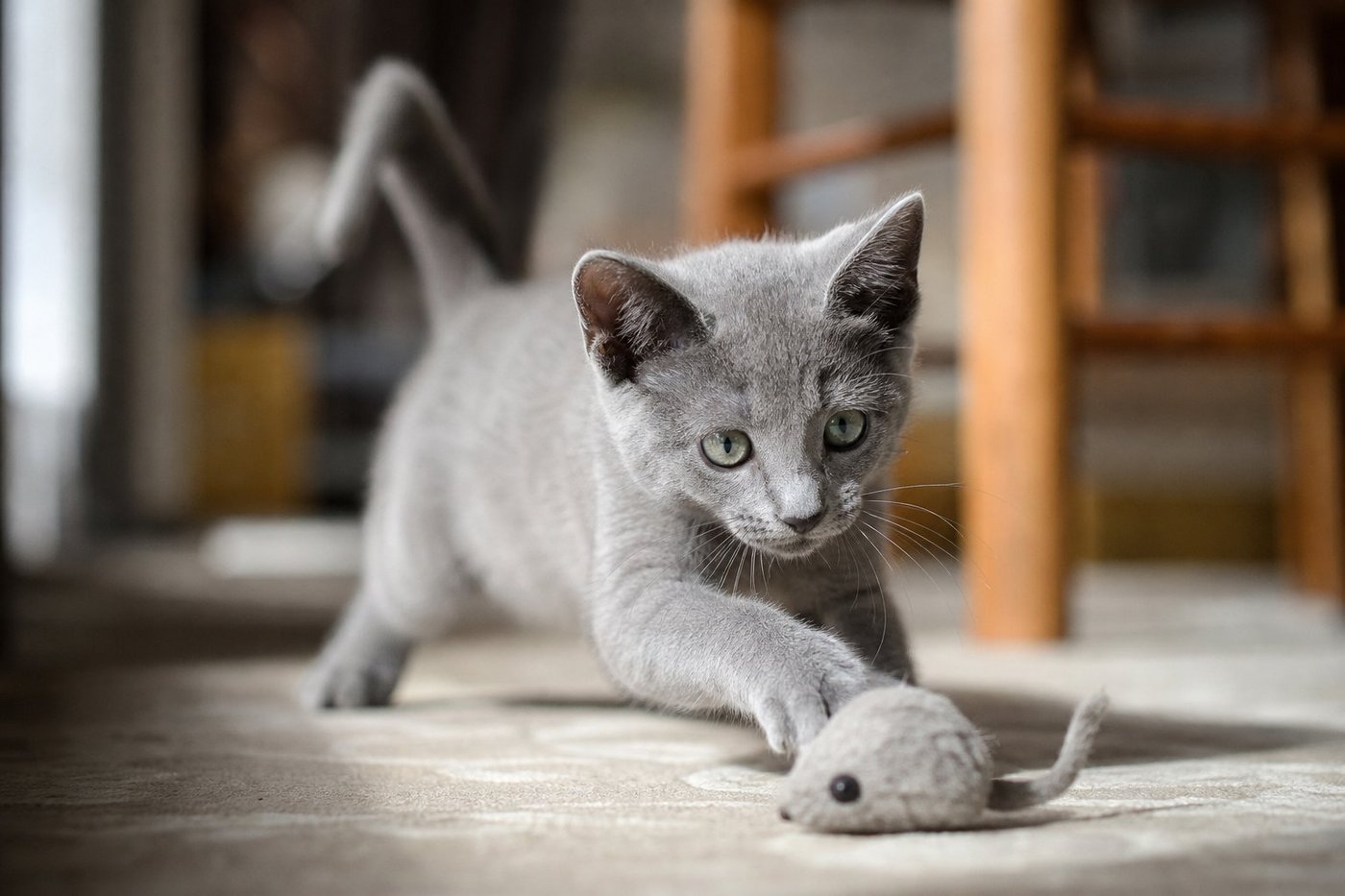 Milo Russian Blue kitten for sale in Australia — photo 1