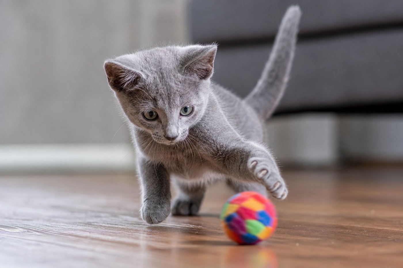 Milo Russian Blue kitten for sale in Australia — photo 2
