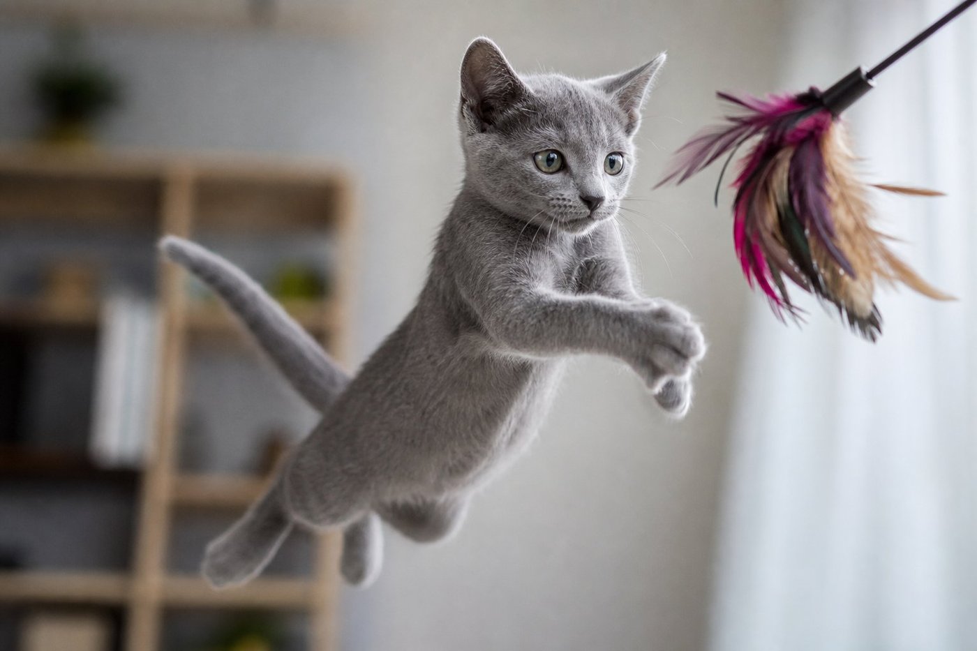 Nova Russian Blue kitten for sale in Australia — photo 2