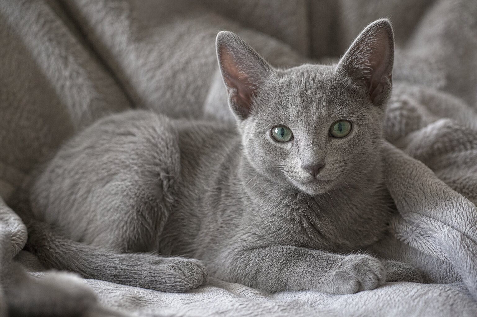 Iris Russian Blue kitten