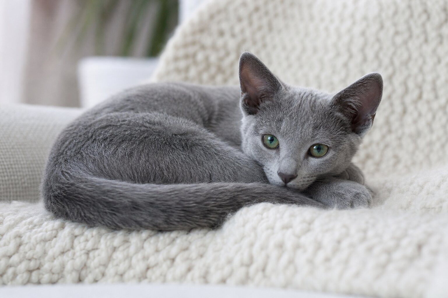 Luna, Russian Blue kitten for sale in Australia