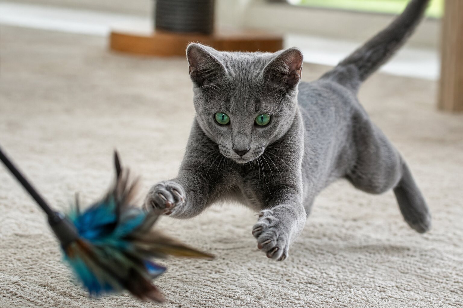 Milo, Russian Blue kitten for sale in Australia