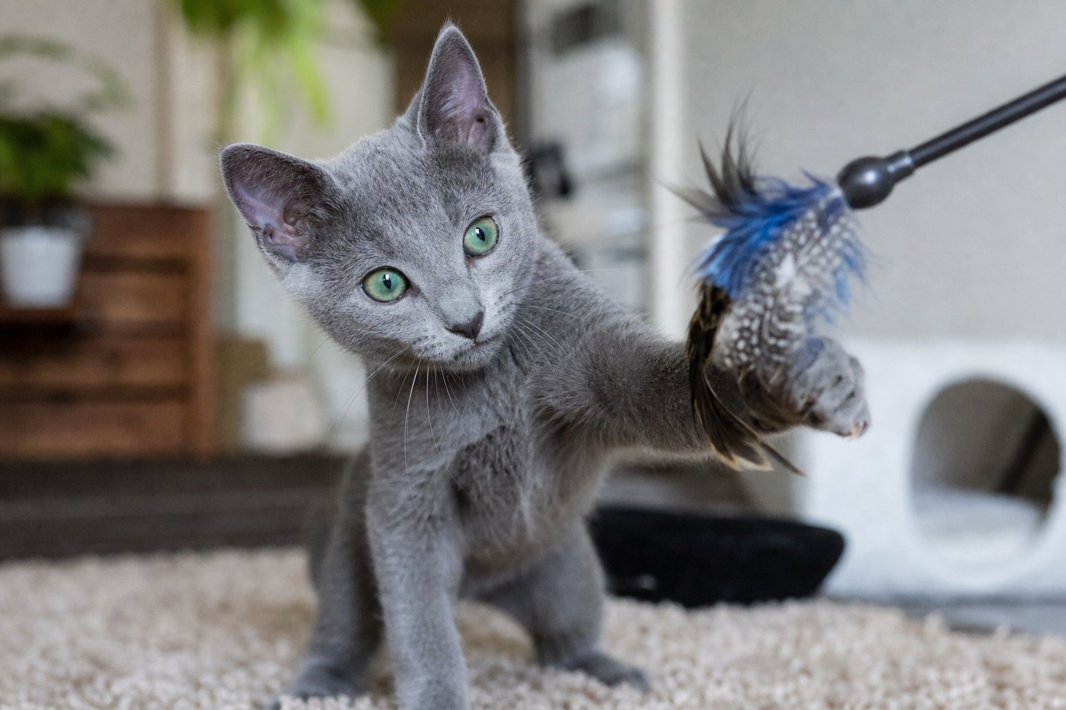 Nikolai Russian Blue kitten