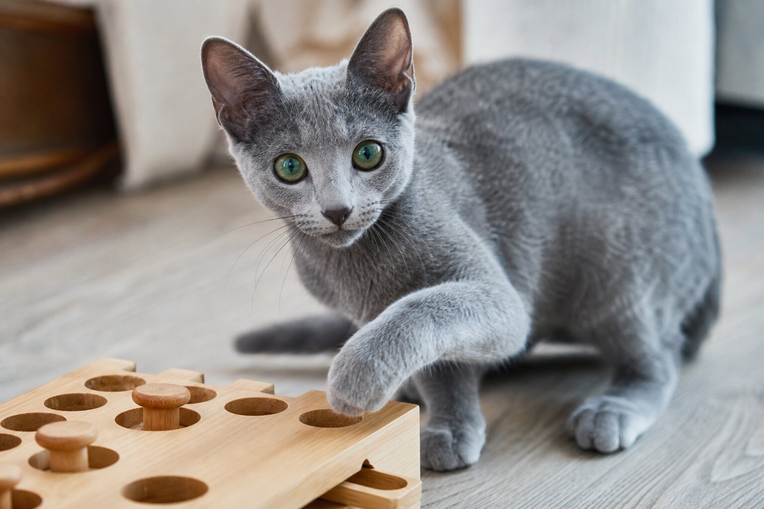 Nova, Russian Blue kitten for sale in Australia