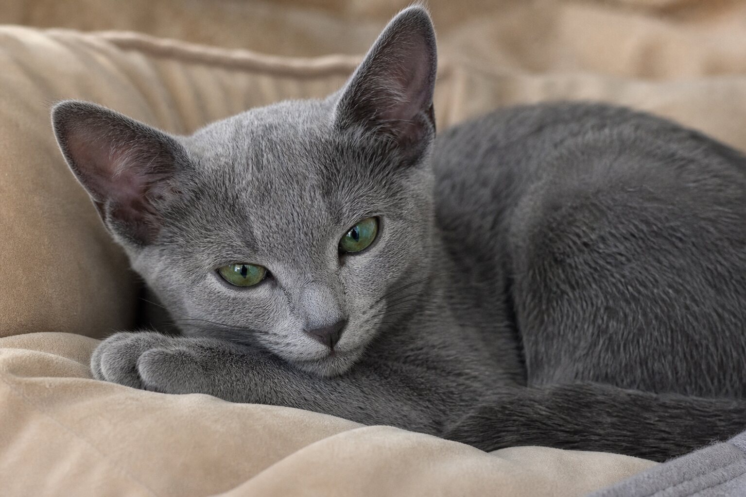 Stella, Russian Blue kitten for sale in Australia