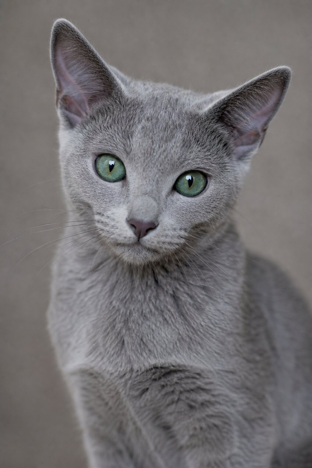Zara, Russian Blue kitten for sale