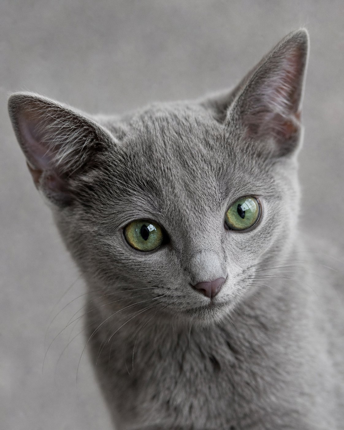 Zara Russian Blue kitten blog