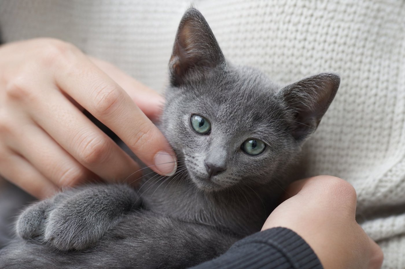 Stella Russian Blue kitten for sale in Australia — photo 1