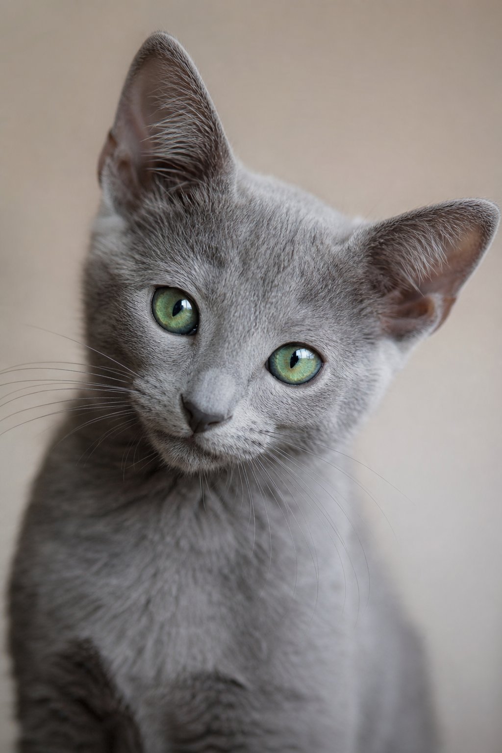 Zara Russian Blue kitten for sale in Australia — photo 3